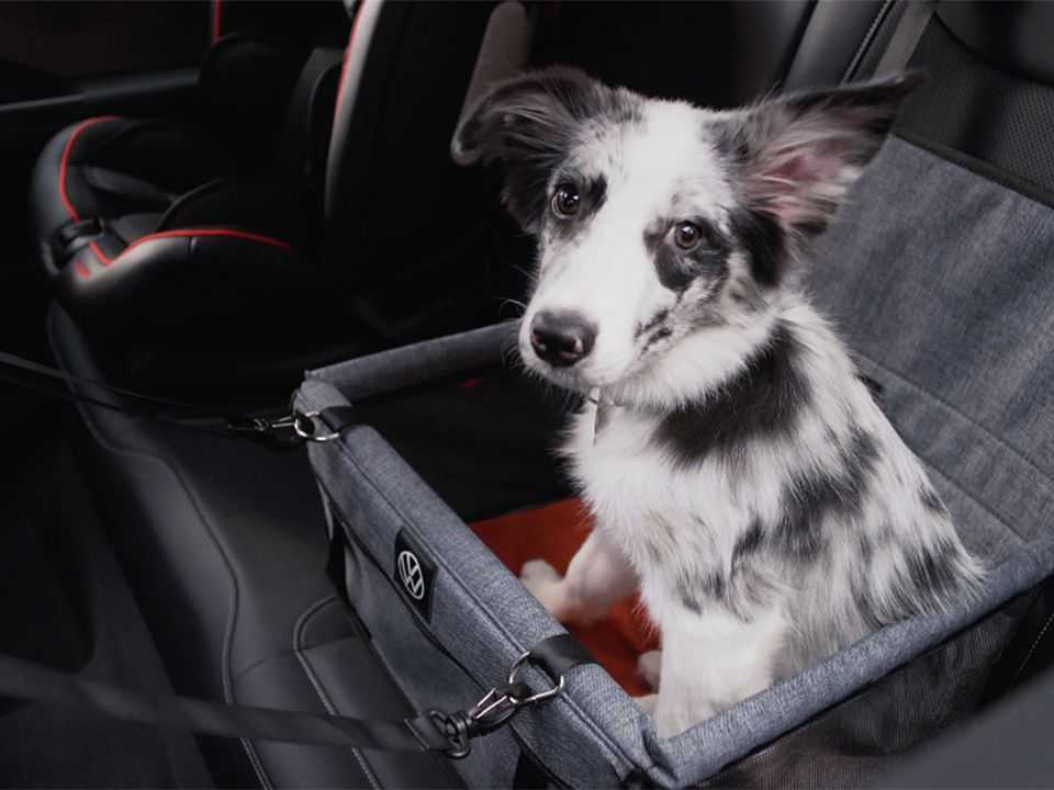 Cesto de transporte para animais com cinto peitoral figura entre os acessórios para o Taos